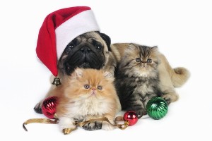 Christmas Dog And Kittens.