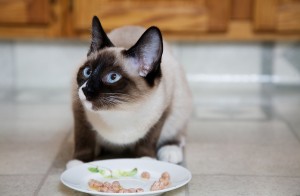 A purebred Snowshoe Lynx-Point Siamese kitten eating wet cat food from a saucer in a modern kitchen.
