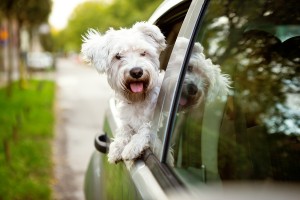 Young dog , maltese puppy looking out the car window