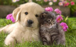 cat and dog