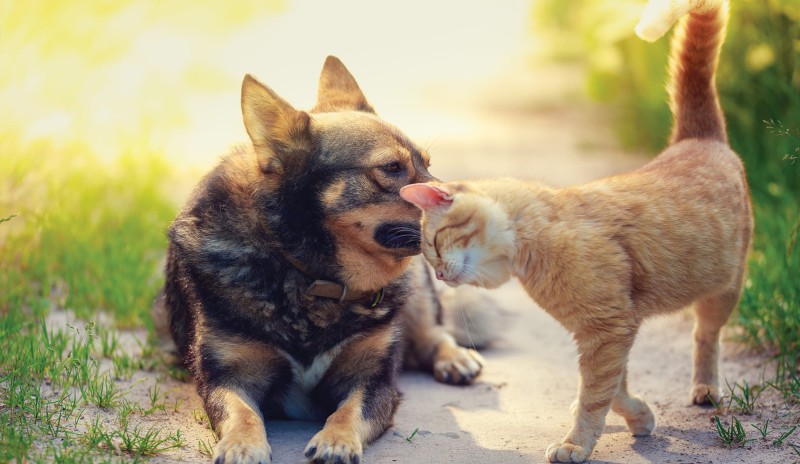 dog and cat sitting