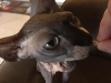Cleo-treT.jpg