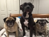 Florio Dogs