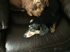 Misty&AbbeyJPG