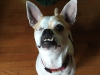 One Eyed Bandit