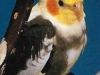 Cocky