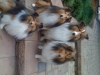 rupp_pups