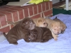 My fur babies